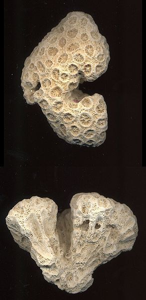 File:Coral.jpg