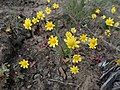 Flowering near Ellensburg, WA