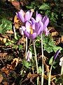 Crocus nudiflorus