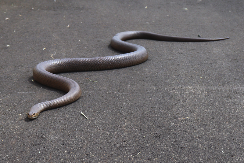 File:Dugite (Pseudonaja affinis).png