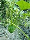 Wild cucumber