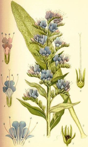 File:Echium vulgare blåeld.jpg