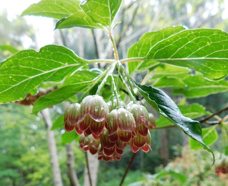 File:Enkianthus chinensis.jpg