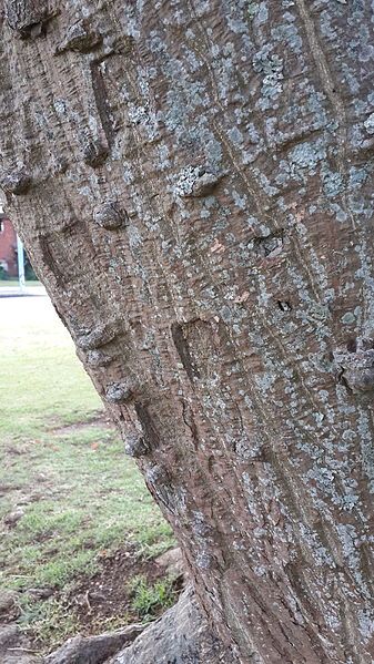 File:Erythrina Caffra trunk.jpg