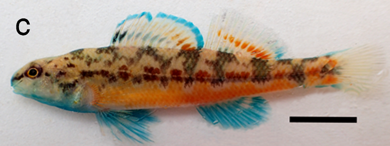 File:Etheostoma faulkneri male.png