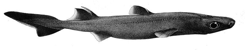 File:Etmopterus granulosus.jpg