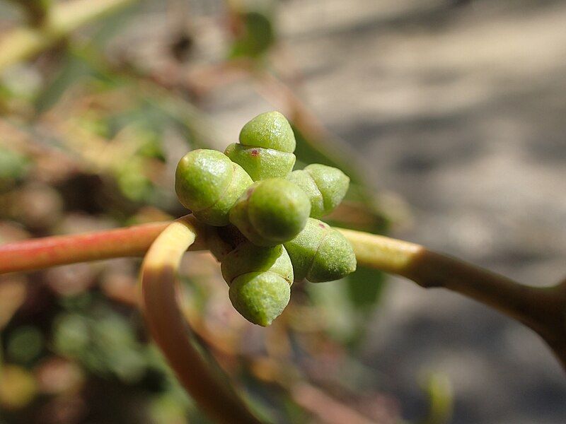 File:Eucalyptus banksii buds.jpg