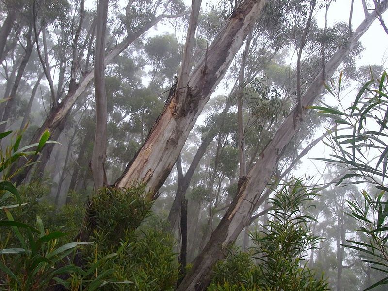 File:Eucalyptus stenostoma trees.JPG