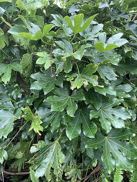 File:Fatsia oligocarpella.jpg