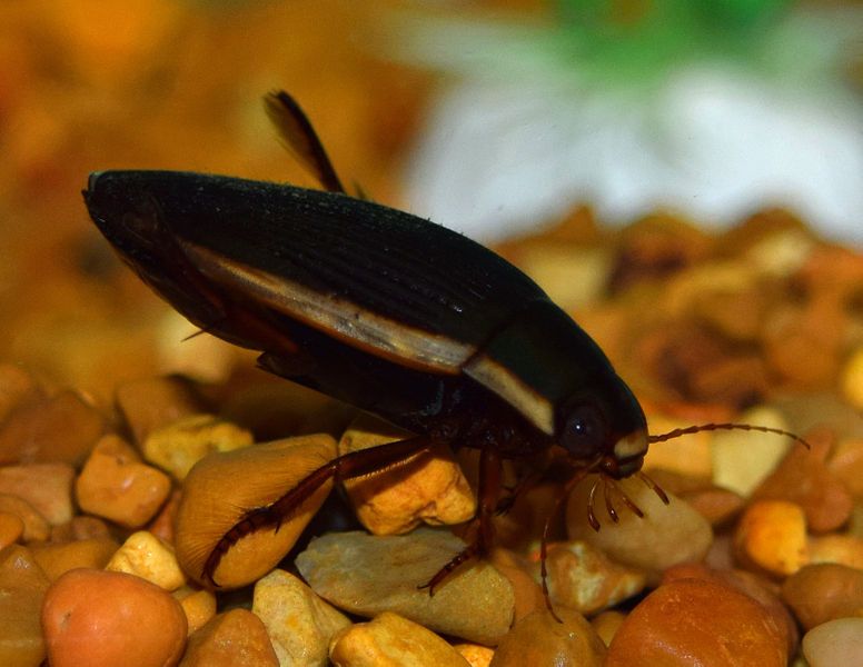 File:Female Dytiscus carolinus.JPG