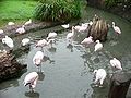 A group of Greater and Lesser Flamingos