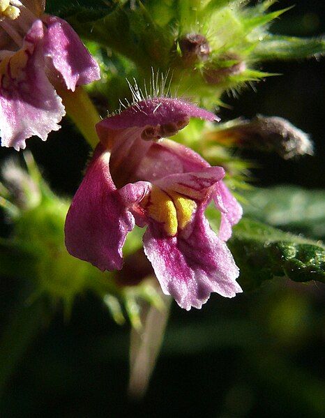 File:Galeopsis pubescens 250807.jpg