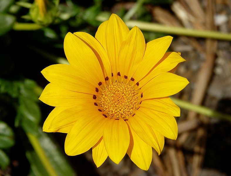 File:Gazania rigens-1.jpg