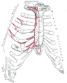 Anterior surface of sternum and costal cartilages