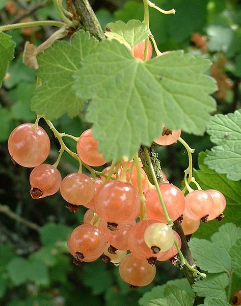 File:Groseilles blanches.jpg