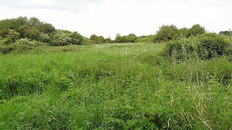 File:Gutteridge Wood 2.JPG