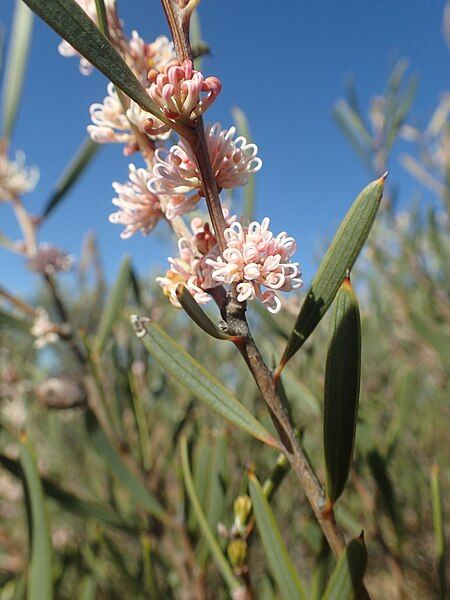 File:Hakea erecta flowers.jpg