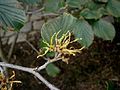 Hamamelis 'Jelena' fall blooming