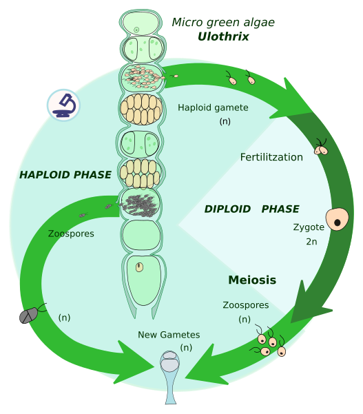 File:Haploid English.svg