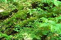 Image 25Downed wood replenishes topsoil as it decays. (from Old-growth forest)