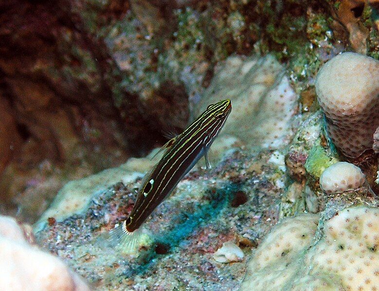 File:Hector's Goby.jpg