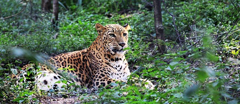 File:IndianLeopard.jpg