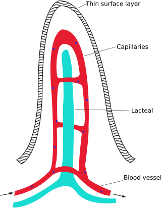 File:Intestinal villus simplified.svg