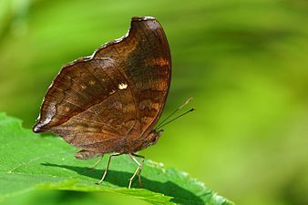 Ventral view