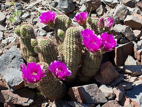 Blooming plant