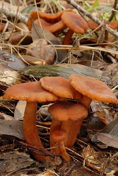 File:Lactarius rubidus 10671.jpg