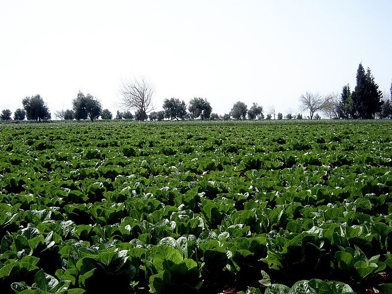 File:Lettuce 2009.jpg