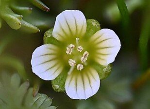 Limnanthes macounii flower