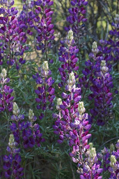 File:Lupinus albifrons.jpg