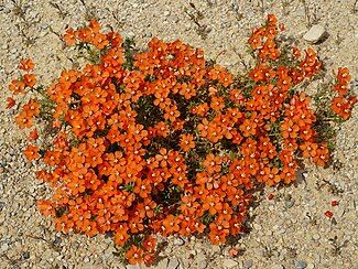 Lysimachia monelli