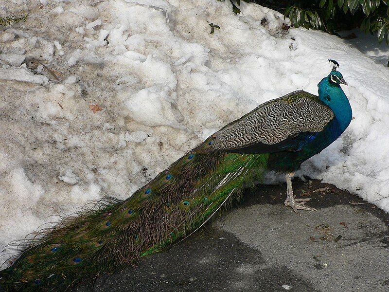 File:MP-Pavo cristatus 7.jpg