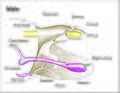 Image 14Male genitalia of Lepidoptera (from Insect reproductive system)