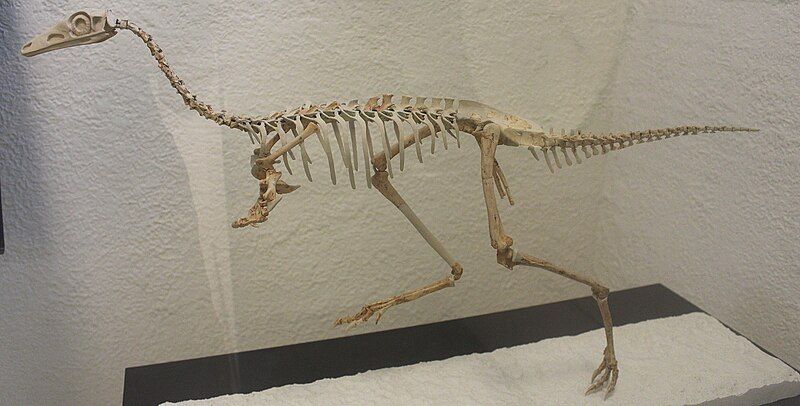 File:Mononykus AMNH.jpg