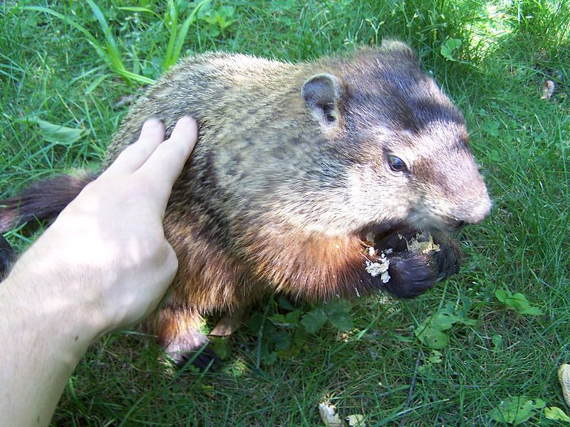 File:Moregroundhogpetting.jpg