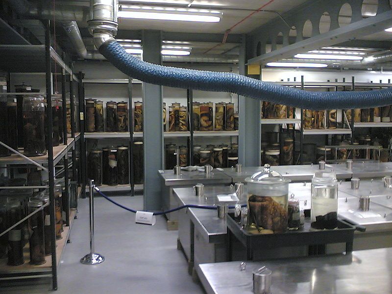 File:NHMDarwinCentreTankRoom.jpg