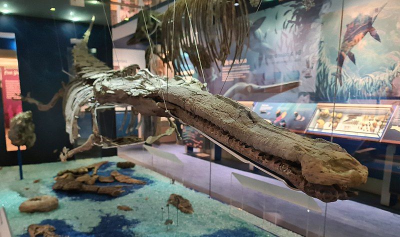 File:Neosteneosaurus side.jpg