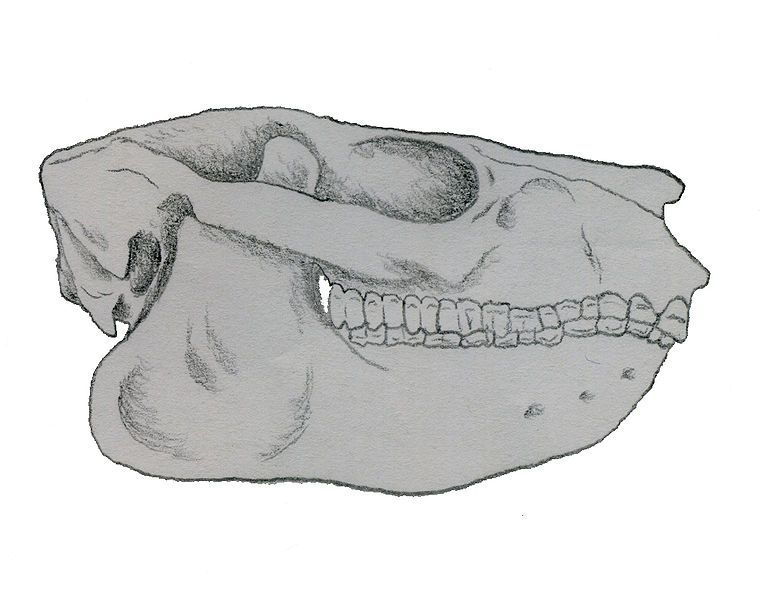 File:Notopithecus.jpg