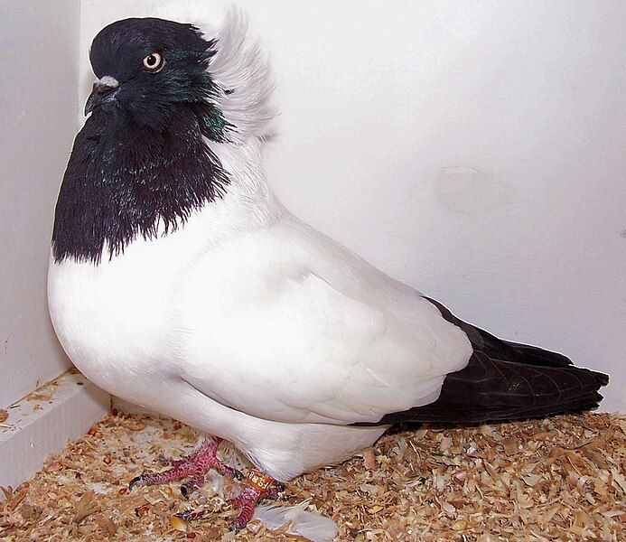 File:Nun pigeon.jpg