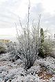 Ocotillo covered with rare snow in Tucson, Arizona