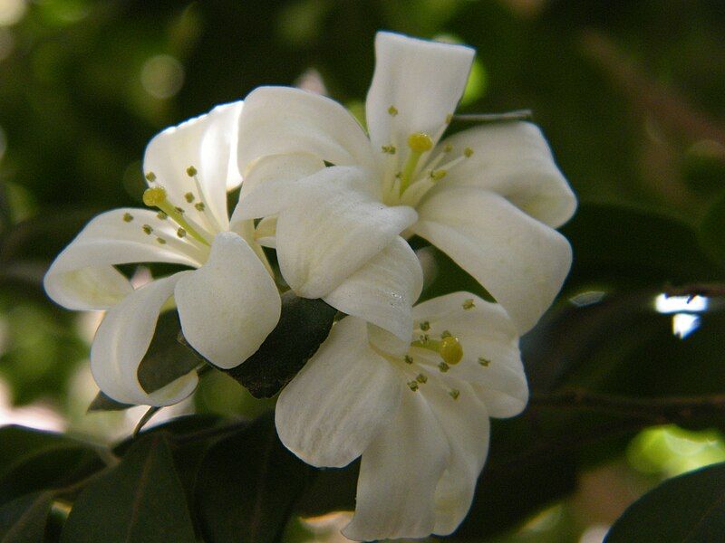 File:Orange Jasmine.JPG