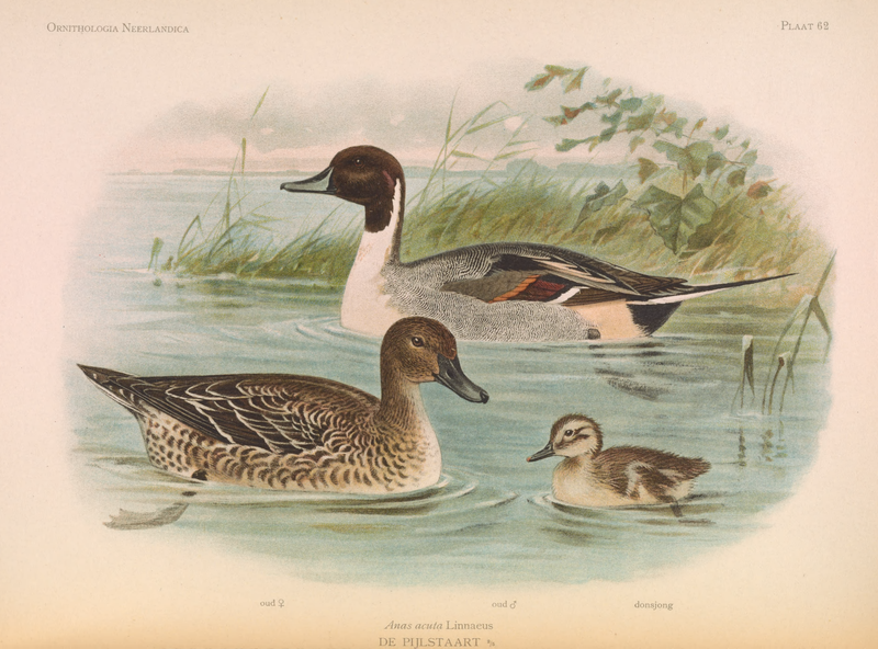 File:OrnithologiaNeerlandica01Pl62.png