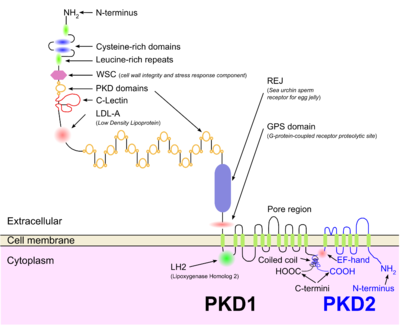 Illustration of PKD1 and PKD2 proteins at the cell membrane