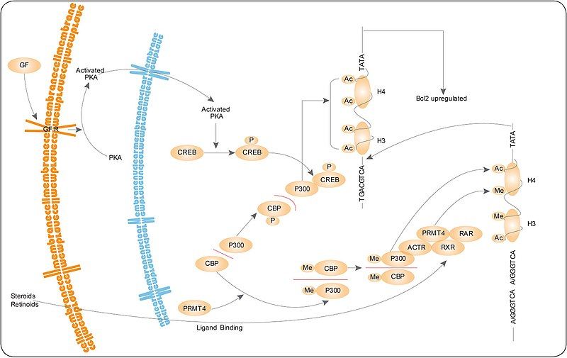 File:PRMTpathway.jpg