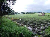 Rice field at Pangil