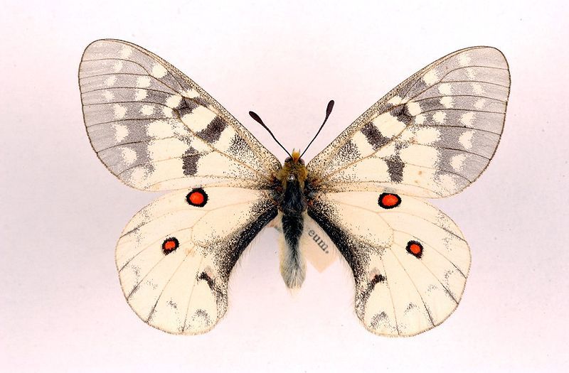 File:Parnassius clodius ulster.jpg