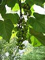 Paulownia tomentosa young fruits